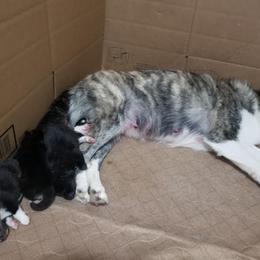 Pomsky Puppies from S and S Pomskies