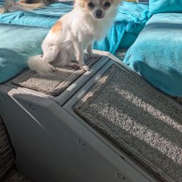 Chihuahua Puppies from Pampered Chihuahuas