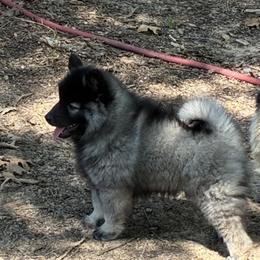 Keeshond Puppies from Debbie Courtney