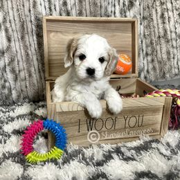 Cavapoo Puppies from Sharices Cavapoos
