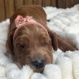 Corduroy - Red male Australian Labradoodle puppy in Citrus Heights, California from Elite Blend Labradoodles