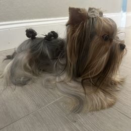 Emil - Yorkshire Terrier