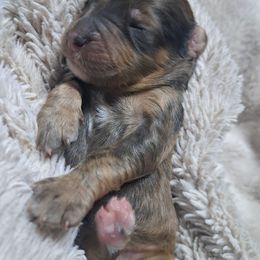 Crosby - Chocolate merle male Bernedoodle puppy in Lafayette, Alabama from Williams Lake Doodles