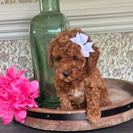 Peggy - Red  female Poodle puppy in Mint Hill, North Carolina from DoodleForever