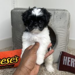 Latte - Black and white Shih Tzu puppy in Atlanta, Georgia from YorkShih Pup & Co
