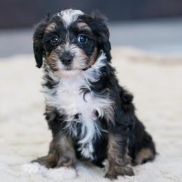 Santel - Tri-color female Bernedoodle puppy in Dundee, Ohio from Down Home Doodle