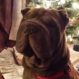 Chinese Shar-Pei from Pacific Northwest PeiPals