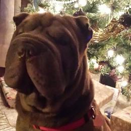 Chinese Shar-Pei from Pacific Northwest PeiPals