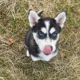 Pomsky Puppies from Periwinkle Pomskies