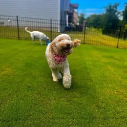 Assorted Doodle Crosses, Goldendoodle, and Poodle All Grown Up from Kava Kennels