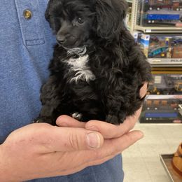 Poodle Puppies from South Dakota Poodles