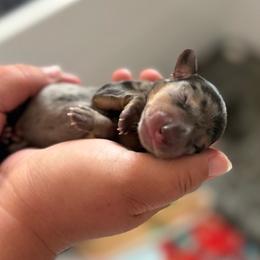 Bluey - Dapple male Dachshund puppy in Atchison, Kansas from Birkin’ Paws