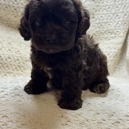 Light blue collar - Brown female Cockapoo puppy in Berea, Kentucky from Blair’s Furry Friends