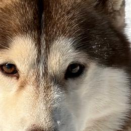 Page - Siberian Husky