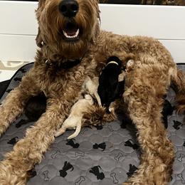Marley - Goldendoodle