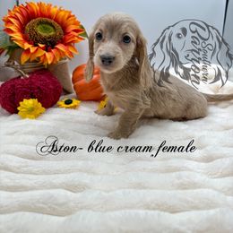 Aston - Cream female Dachshund puppy in Prairieville, Louisiana from Southern Barron Danes & Dachshunds