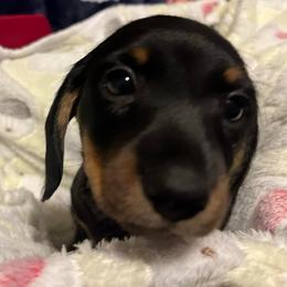 Cadbury - Black and tan male Dachshund puppy in Tacoma, Washington from Thedachhouse