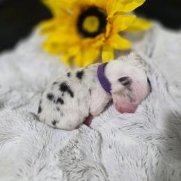 Purple collar - Blue merle female Miniature American Shepherd puppy in Statesboro, Georgia from Azure Miniature American Shepherds