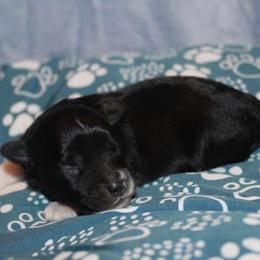 Tinsel - Black tri-color male Aussiedoodle puppy in Loretto, Tennessee from K Kountry Farm