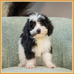 Butterfly - Black female Bernedoodle puppy in Connersville, Indiana from Deaz Doodle Ranch