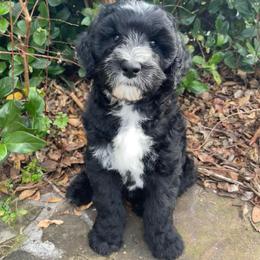 Dark Blue - Black and white male Sheepadoodle puppy in Archer, Florida from Gainesville Sheepadoodles