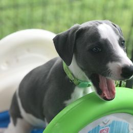 Whippet Puppies from Phoenix Whippets