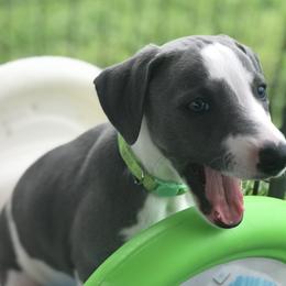 Whippet Puppies from Phoenix Whippets