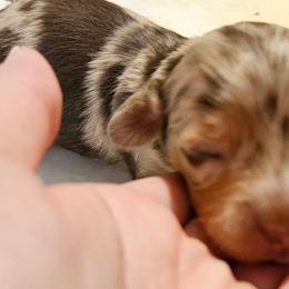 Freckles - Dapple female Dachshund puppy in Anderson, South Carolina from Iron Butterfly Kennels