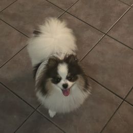 Harley - Pomeranian
