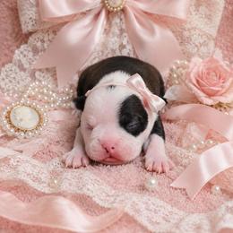 Classic Black n white Girl - Black and white female Boston Terrier puppy in San Antonio, Texas from JT Bostons