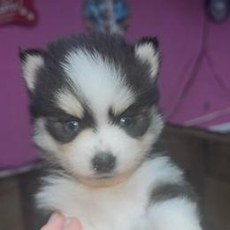 Sharon - Black and white female Pomsky puppy in Spring Hill, Florida from PDQ Pomskies