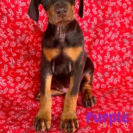 Purple Collar - Red and rust female Doberman Pinscher puppy in Louisville, Kentucky from Ruiz Dobermans