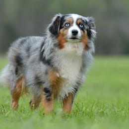 Lyric - Toy Australian Shepherd