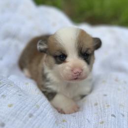 Leroy - Red male Pembroke Welsh Corgi puppy in Hope, Arkansas from Foxy Knoll Farm