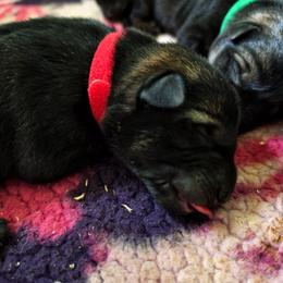 Phoenix - Sable male German Shepherd puppy in Southern Maryland, Maryland from Reddington Shepherds
