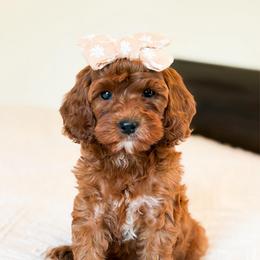 Riley - Red  female Goldendoodle puppy in Sallisaw, Oklahoma from Huddle Puppies