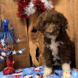 Tootsie - Brown and white female Aussiedoodle puppy in Lavonia, Georgia from H & A Kennels