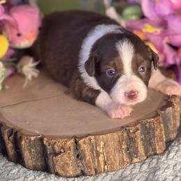 Peach - Red & white female Miniature Australian Shepherd puppy in California from Eagle River Aussies