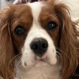 Cavalier King Charles Spaniels from Christy’s Cavaliers, King Charles spaniels