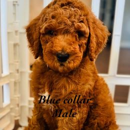 Blue - Red male Double Doodle puppy in Bakersfield, California from Honey Bee Doodles