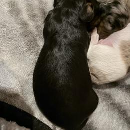 Male 3 - Black and tan male Dachshund puppy in Delta, Colorado from Weinderful Dachshunds