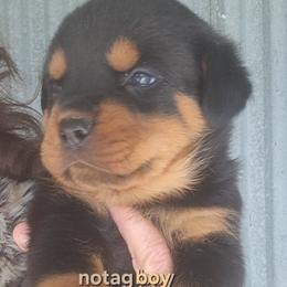 Boy 1 - Black and mahogany male Rottweiler puppy in De Witt, Iowa from Irish Eyes Kennels