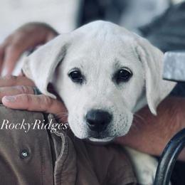 Coug - Yellow male Labrador Retriever puppy in Herriman, Utah from Rocky Ridges