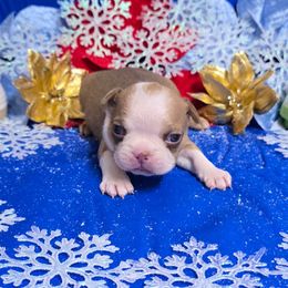 Light Red Dot Boy - Red male Boston Terrier puppy in Corsicana, Texas from JT Bostons