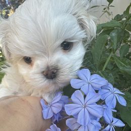 Maltese puppies from Royal Breeze Puppies