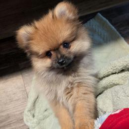 Sable girl Stevie's - Orange sable female Pomeranian puppy in Cocoa, Florida from Pom Coast Pomeranians