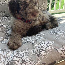 Australian Labradoodle Puppies from Aurora Australian Labradoodles