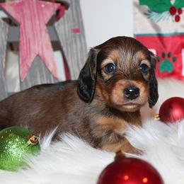 Girl 1 - Red female Dachshund puppy in Craig, Colorado from Rocky Mountain Shih Tzus and Dry Creek Miniature Dachshunds