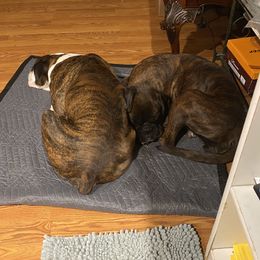 Boxer Puppies from Sand Creek Boxer Kennel