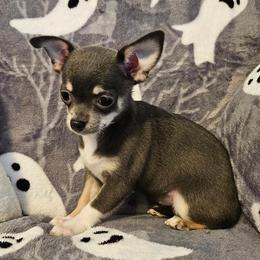 Boy 2 - male Chihuahua puppy in Newport, Maine from Pinewood Acres Chihuahuas